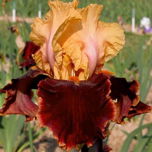 Photo of Tall Bearded Iris (Iris 'Marie-José Nat') uploaded by Misawa77