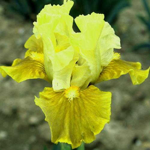 Photo of Intermediate Bearded Iris (Iris 'Verdissant') uploaded by Misawa77