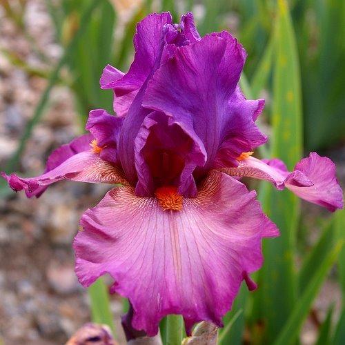 Photo of Tall Bearded Iris (Iris 'Dyonisos') uploaded by Misawa77