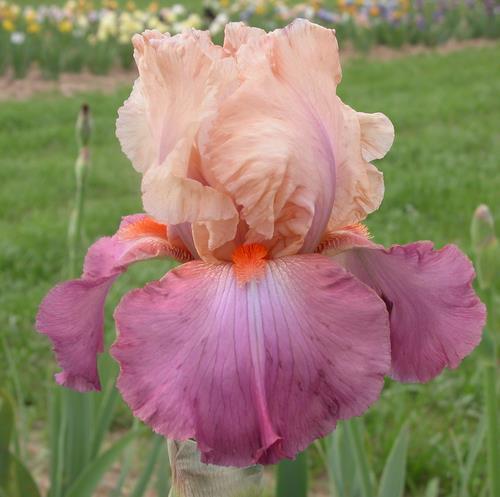 Photo of Tall Bearded Iris (Iris 'Coquetterie') uploaded by Misawa77