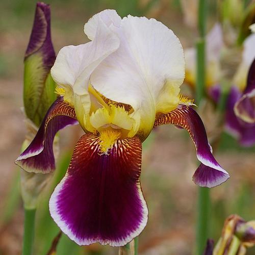 Photo of Tall Bearded Iris (Iris 'Shah Jehan') uploaded by Misawa77