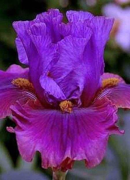 Photo of Tall Bearded Iris (Iris 'Nelly Tardivier') uploaded by Misawa77