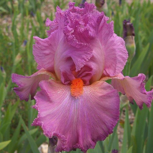 Photo of Tall Bearded Iris (Iris 'Nuit de Noces') uploaded by Misawa77