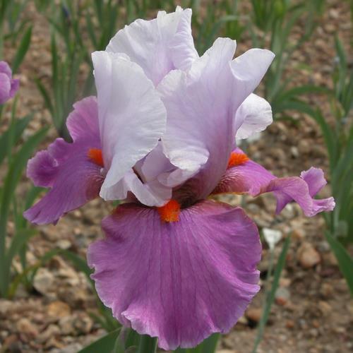 Photo of Tall Bearded Iris (Iris 'Gyrophare') uploaded by Misawa77
