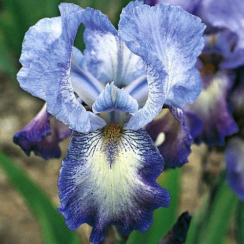 Photo of Intermediate Bearded Iris (Iris 'Mistigri') uploaded by Misawa77