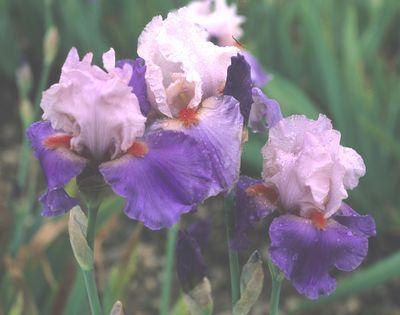 Photo of Tall Bearded Iris (Iris 'Trois Mousquetaire') uploaded by Misawa77