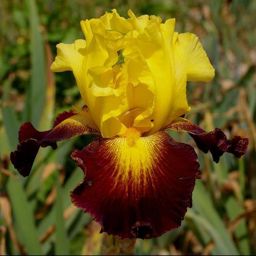 Photo of Tall Bearded Iris (Iris 'Grenade') uploaded by Misawa77
