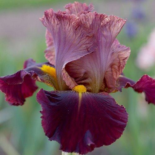 Photo of Tall Bearded Iris (Iris 'Marron Chaud') uploaded by Misawa77