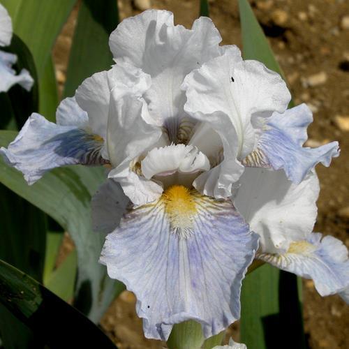 Photo of Intermediate Bearded Iris (Iris 'Antarctique') uploaded by Misawa77