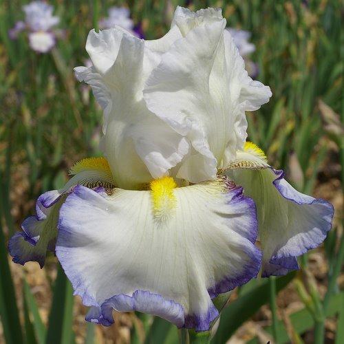 Photo of Tall Bearded Iris (Iris 'Bord de Mer') uploaded by Misawa77