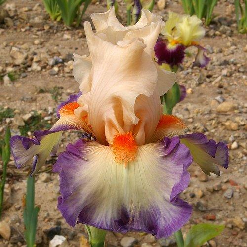 Photo of Tall Bearded Iris (Iris 'Folie Douce') uploaded by Misawa77