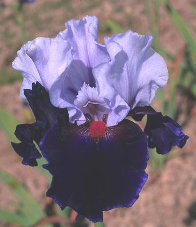 Photo of Tall Bearded Iris (Iris 'Chelsea Bleu') uploaded by Misawa77