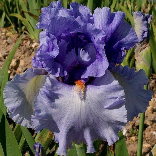 Photo of Tall Bearded Iris (Iris 'Villa Erba') uploaded by Misawa77