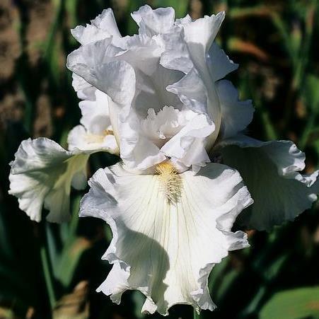 Photo of Tall Bearded Iris (Iris 'Ré la Blanche') uploaded by Misawa77