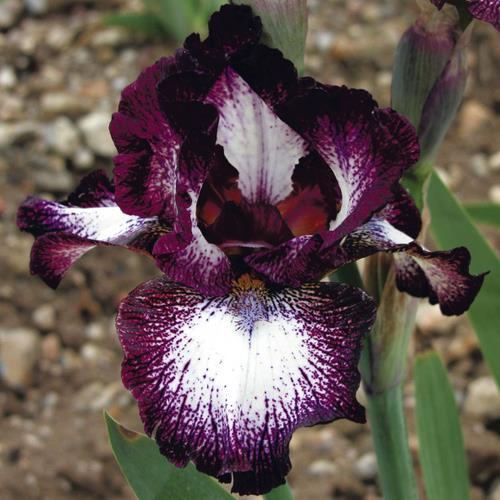 Photo of Intermediate Bearded Iris (Iris 'Vitrail') uploaded by Misawa77