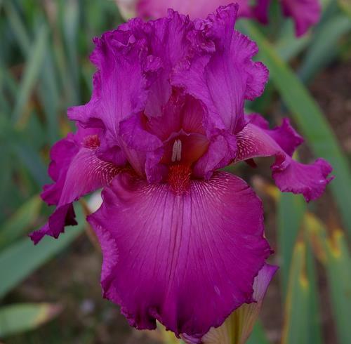 Photo of Tall Bearded Iris (Iris 'Ambroisie') uploaded by Misawa77