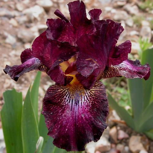 Photo of Intermediate Bearded Iris (Iris 'Prunelle') uploaded by Misawa77
