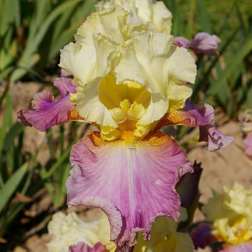 Photo of Tall Bearded Iris (Iris 'Fanfreluche') uploaded by Misawa77