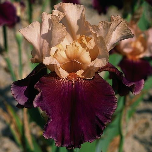Photo of Tall Bearded Iris (Iris 'Double Espoir') uploaded by Misawa77