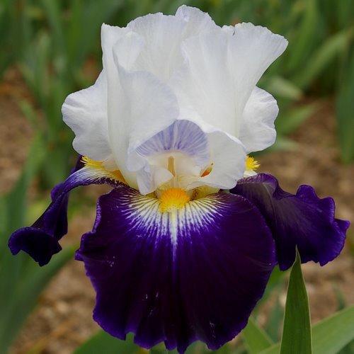 Photo of Tall Bearded Iris (Iris 'Noctambule') uploaded by Misawa77