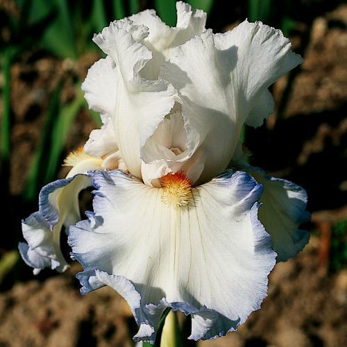 Photo of Tall Bearded Iris (Iris 'La Meije') uploaded by Misawa77