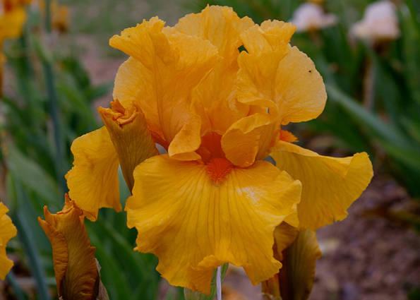 Photo of Tall Bearded Iris (Iris 'Jus d'Orange') uploaded by Misawa77