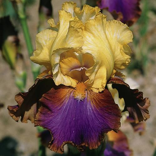 Photo of Tall Bearded Iris (Iris 'Intrepide') uploaded by Misawa77