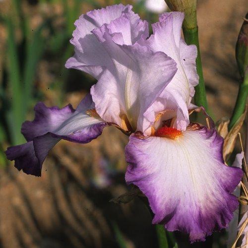 Photo of Tall Bearded Iris (Iris 'Ravissant') uploaded by Misawa77