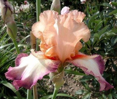 Photo of Tall Bearded Iris (Iris 'Toile de Jouy') uploaded by Misawa77