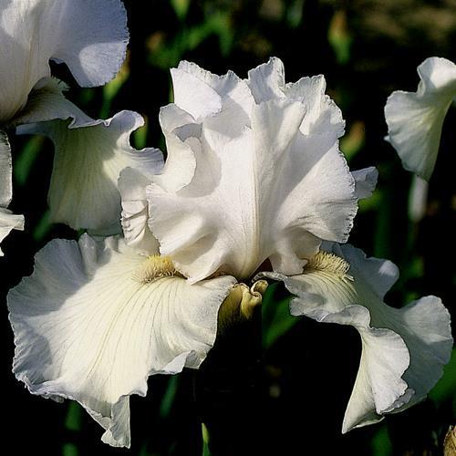 Photo of Tall Bearded Iris (Iris 'Frison-Roche') uploaded by Misawa77