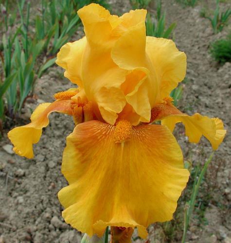 Photo of Tall Bearded Iris (Iris 'Reflets Safran') uploaded by Misawa77