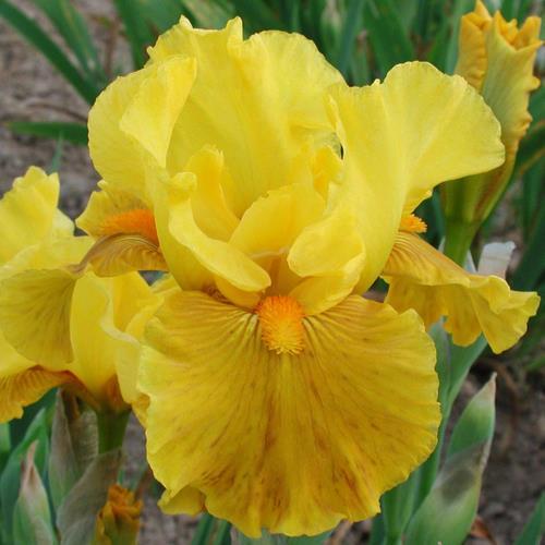 Photo of Intermediate Bearded Iris (Iris 'Pamplemousse') uploaded by Misawa77