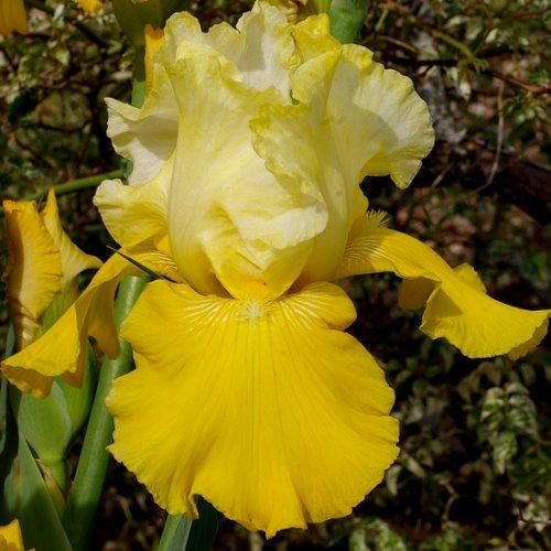 Photo of Tall Bearded Iris (Iris 'Lune et Soleil') uploaded by Misawa77