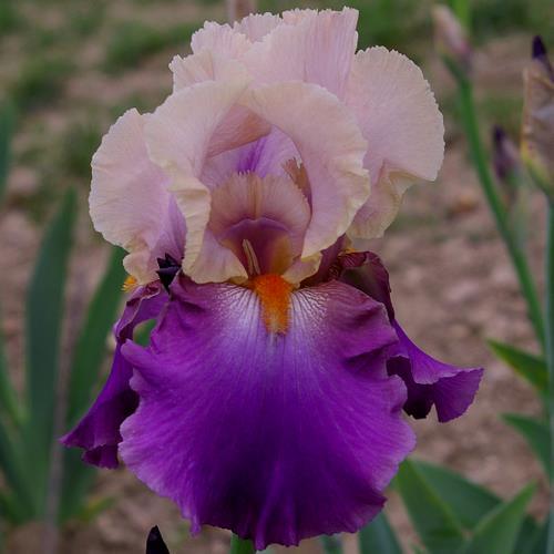 Photo of Tall Bearded Iris (Iris 'Vague a l'Ame') uploaded by Misawa77