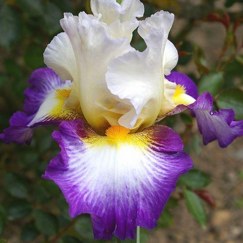 Photo of Tall Bearded Iris (Iris 'Irisades') uploaded by Misawa77