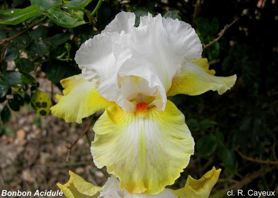 Photo of Tall Bearded Iris (Iris 'Bonbon Acidule') uploaded by Misawa77