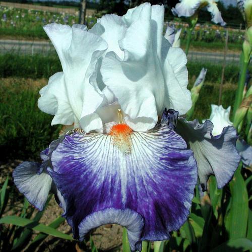 Photo of Tall Bearded Iris (Iris 'Marbre Bleu') uploaded by Misawa77