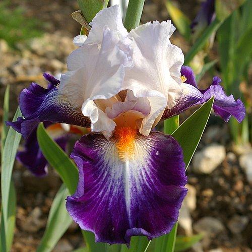 Photo of Tall Bearded Iris (Iris 'Garnement') uploaded by Misawa77