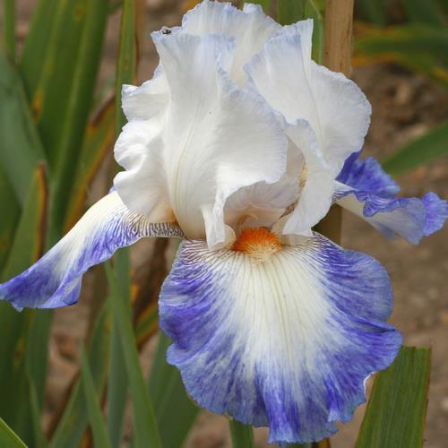 Photo of Tall Bearded Iris (Iris 'Réussite') uploaded by Misawa77
