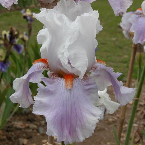 Photo of Tall Bearded Iris (Iris 'Effervescence') uploaded by Misawa77
