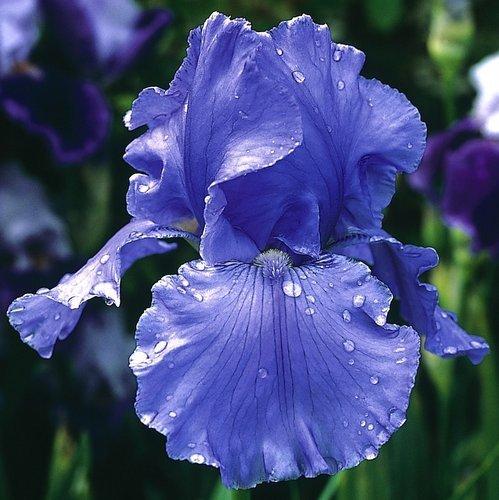 Photo of Tall Bearded Iris (Iris 'Horizon Bleu') uploaded by Misawa77
