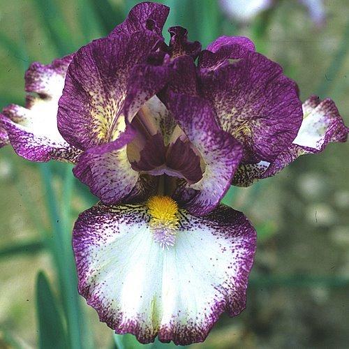 Photo of Intermediate Bearded Iris (Iris 'Baie Rose') uploaded by Misawa77