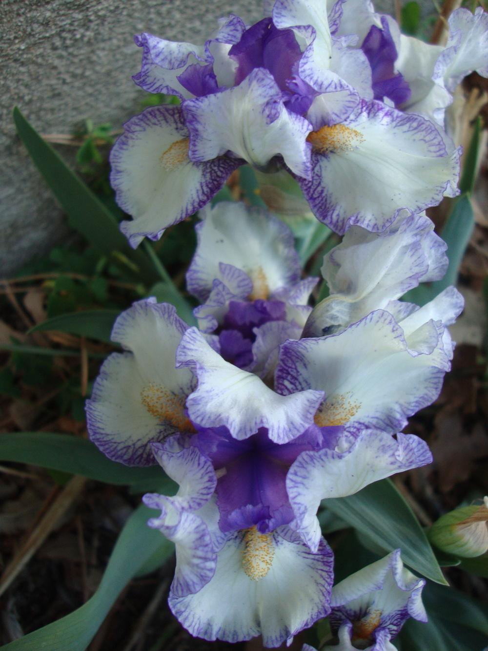 Photo of Standard Dwarf Bearded Iris (Iris 'Dollop') uploaded by Paul2032
