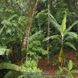 Location: Rainforest, Paraty, Brazil
Date: 2014-01-17