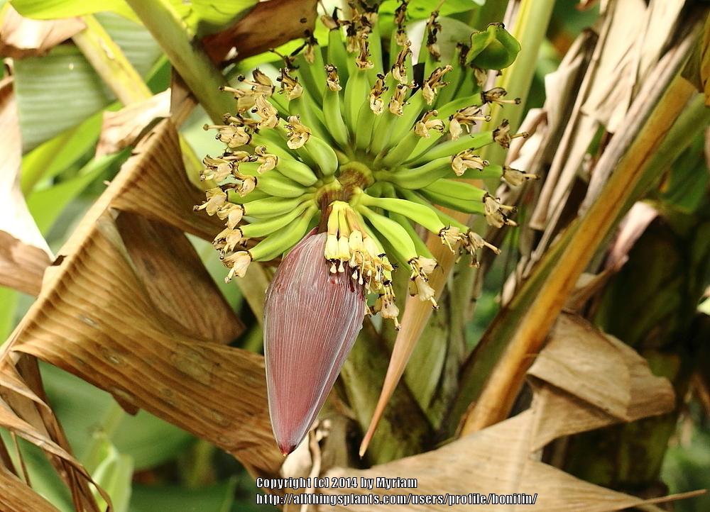 Photo of Banana (Musa x paradisiaca 'Prata') uploaded by bonitin