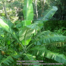 Location: Rainforest, Paraty, Brazil
Date: 2013-12-09