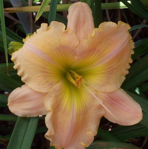 Photo of Daylily (Hemerocallis 'Done with Pride') uploaded by chalyse