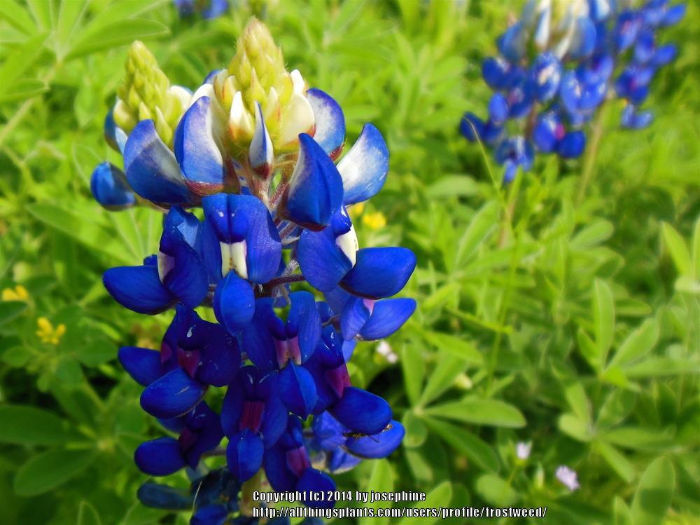 Photo of Texas Bluebonnet (Lupinus texensis) uploaded by frostweed