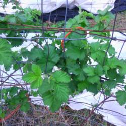 Location: murchison, tx
Date: 2014-04-14 
boysenberry vine