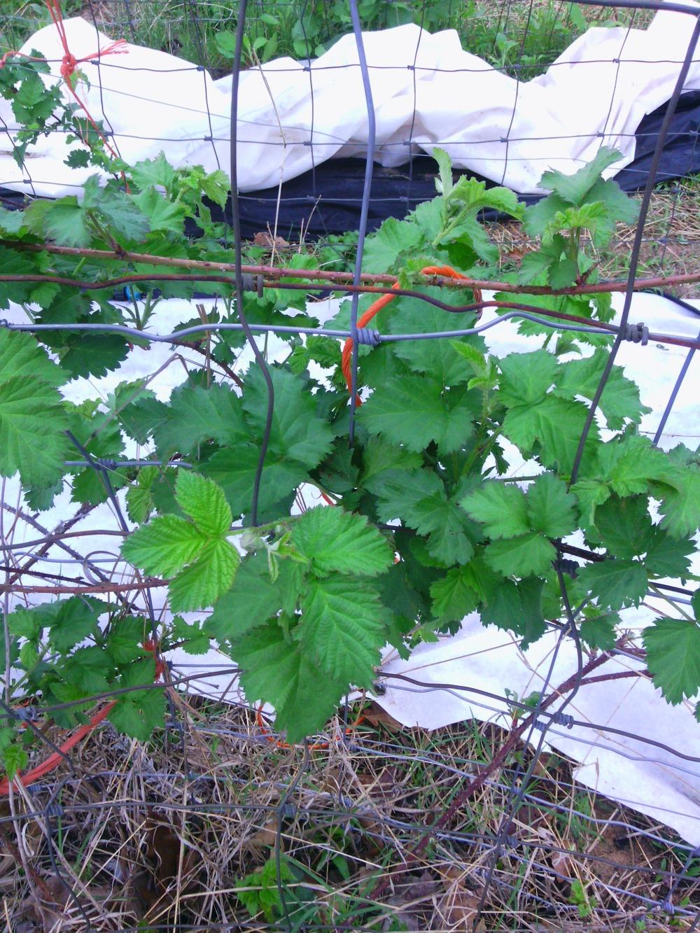 Photo of Boysenberry (Rubus 'Boysenberry') uploaded by texaskitty111